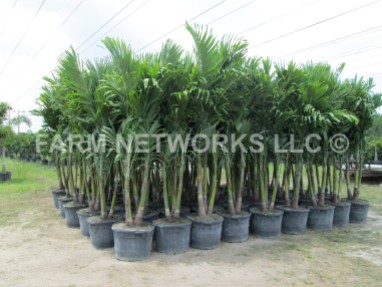 Adonidia Merrillii-Christmas Palm-15 Gallon