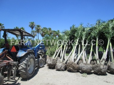 Adonidia Merrillii-Christmas Palm-Field Grown