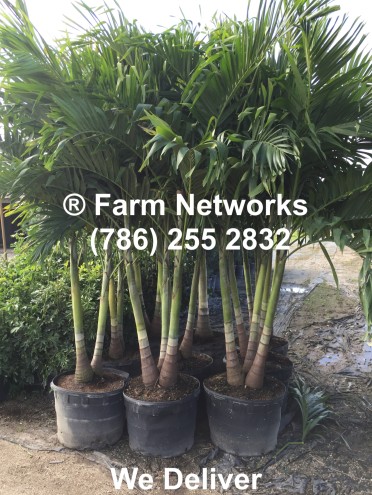 adonidia palm trees, broward Nursery