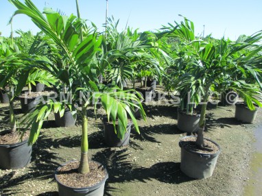 Adonidia Palm Trees
