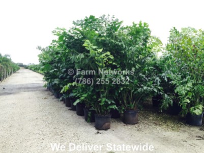 Fishtail Palm Trees for Sale