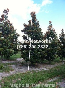 Florida magnolia tree