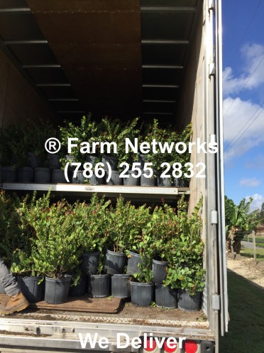 Plant Exporters in Homestead, FL