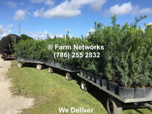 Podocarpus Nursery South Florida