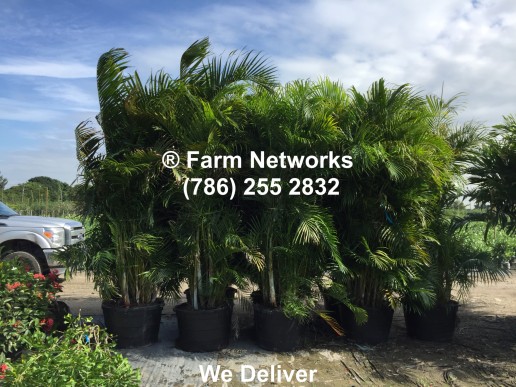 South Florida Areca Palms